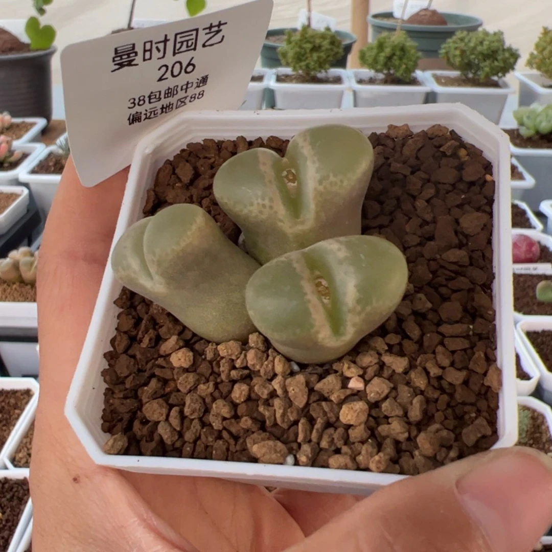 ?***呼206号风铃2.7多肉