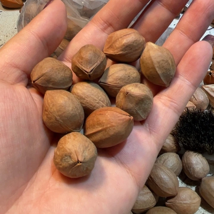 手串/手链橄榄核橄榄核1斤