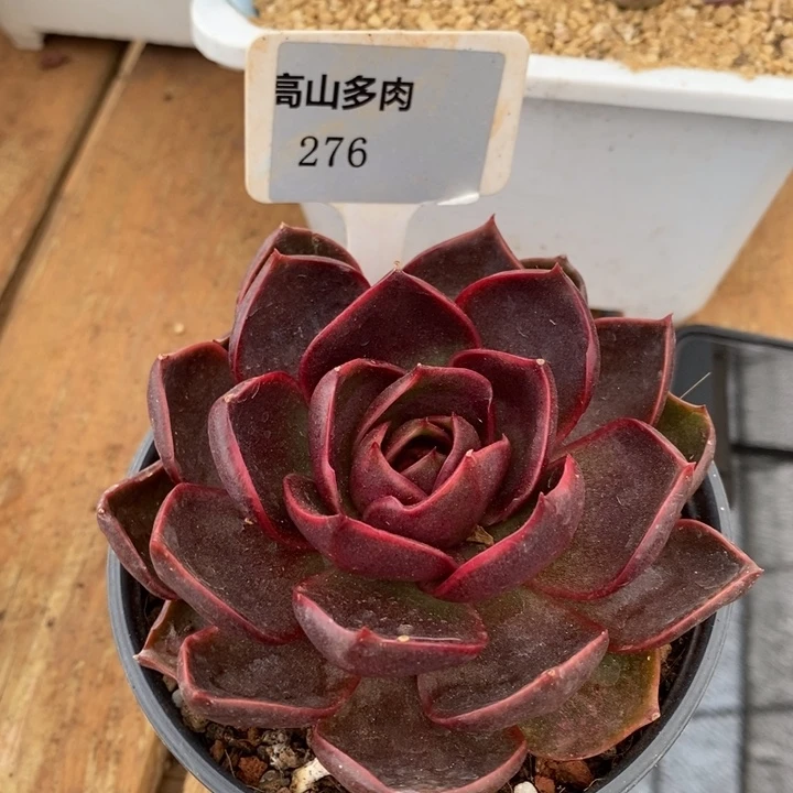 D276- 直播福利 红灯