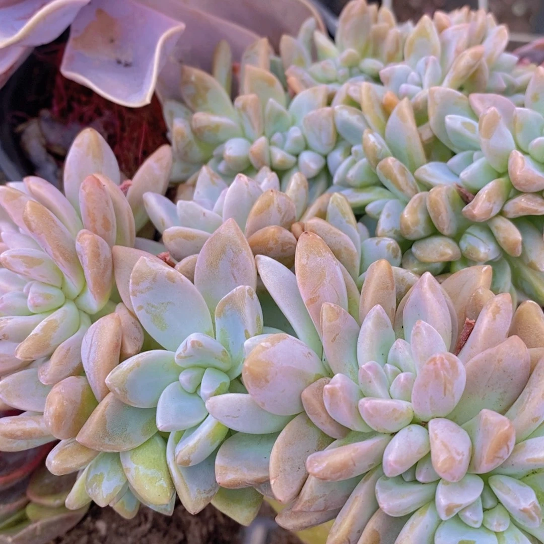 淡雪缀小盆精控精养两盆
