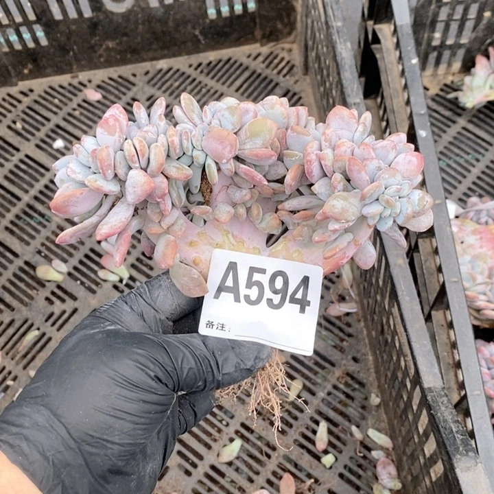 594 粉兔缀呀呀呀呀