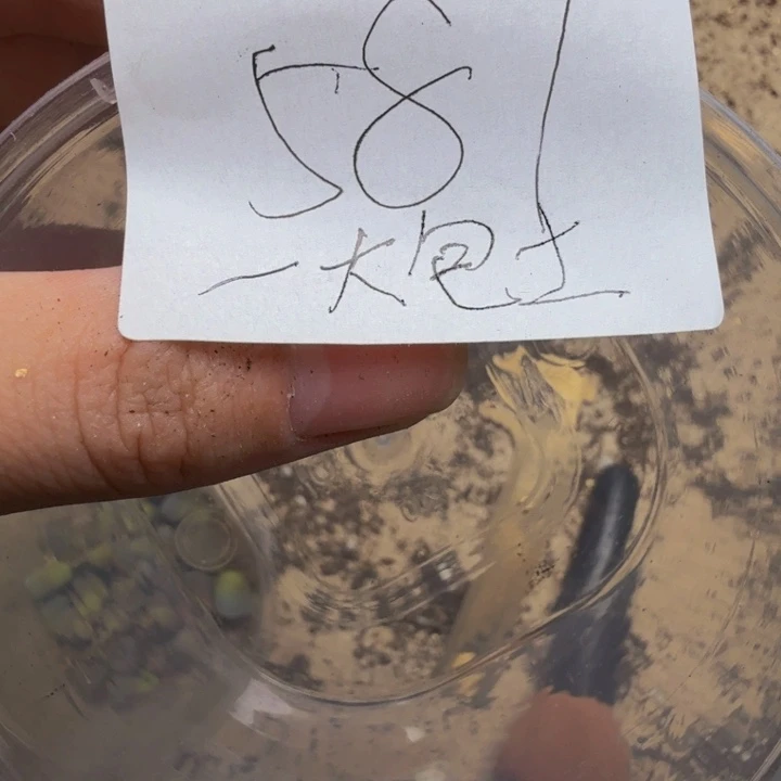 粟***米多肉植物的生长587