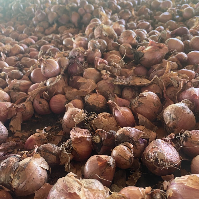 东北黑土地小园毛葱（5斤）