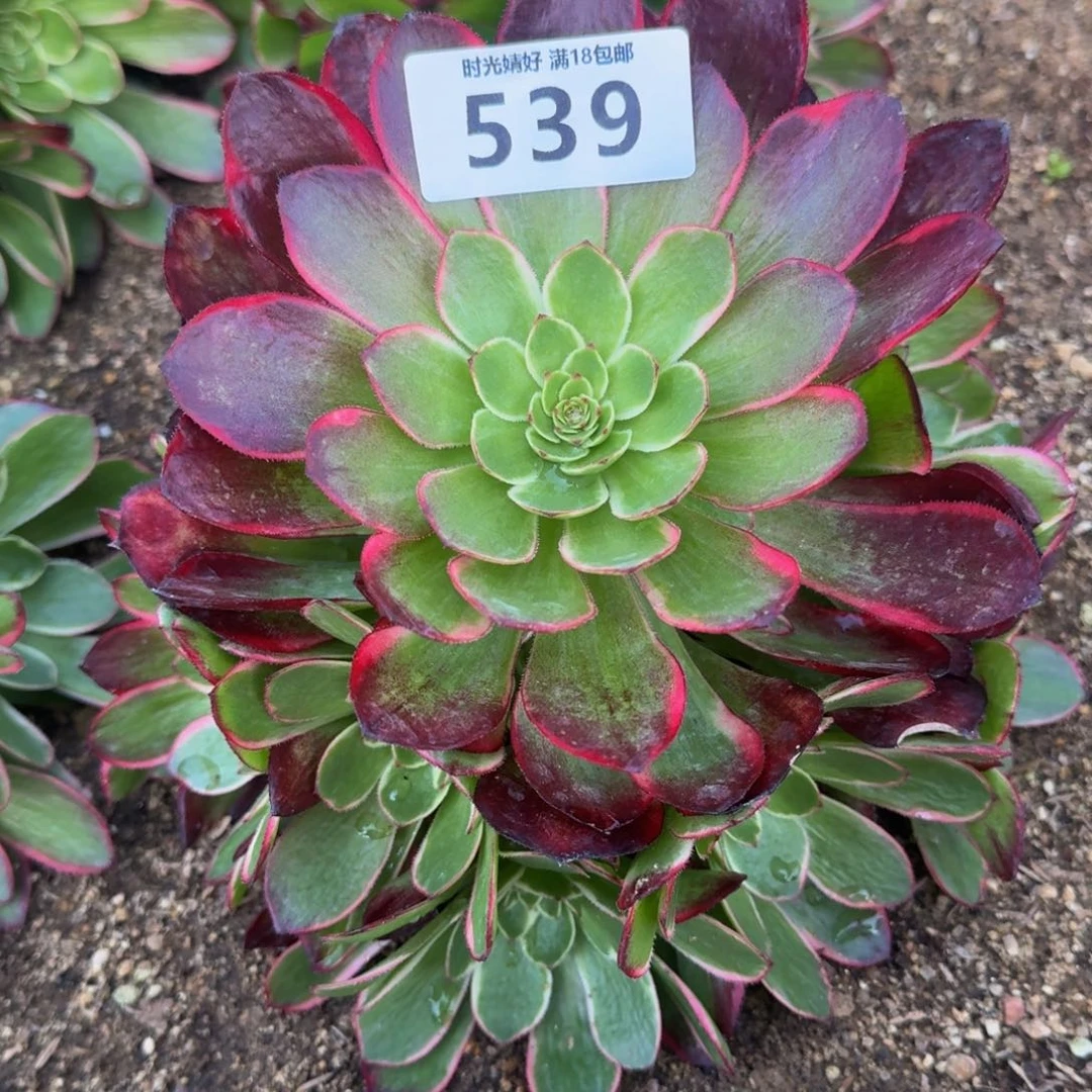 539粉花妖。多肉植物