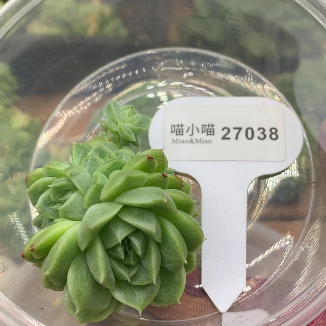 多肉植物麦秆珍妮