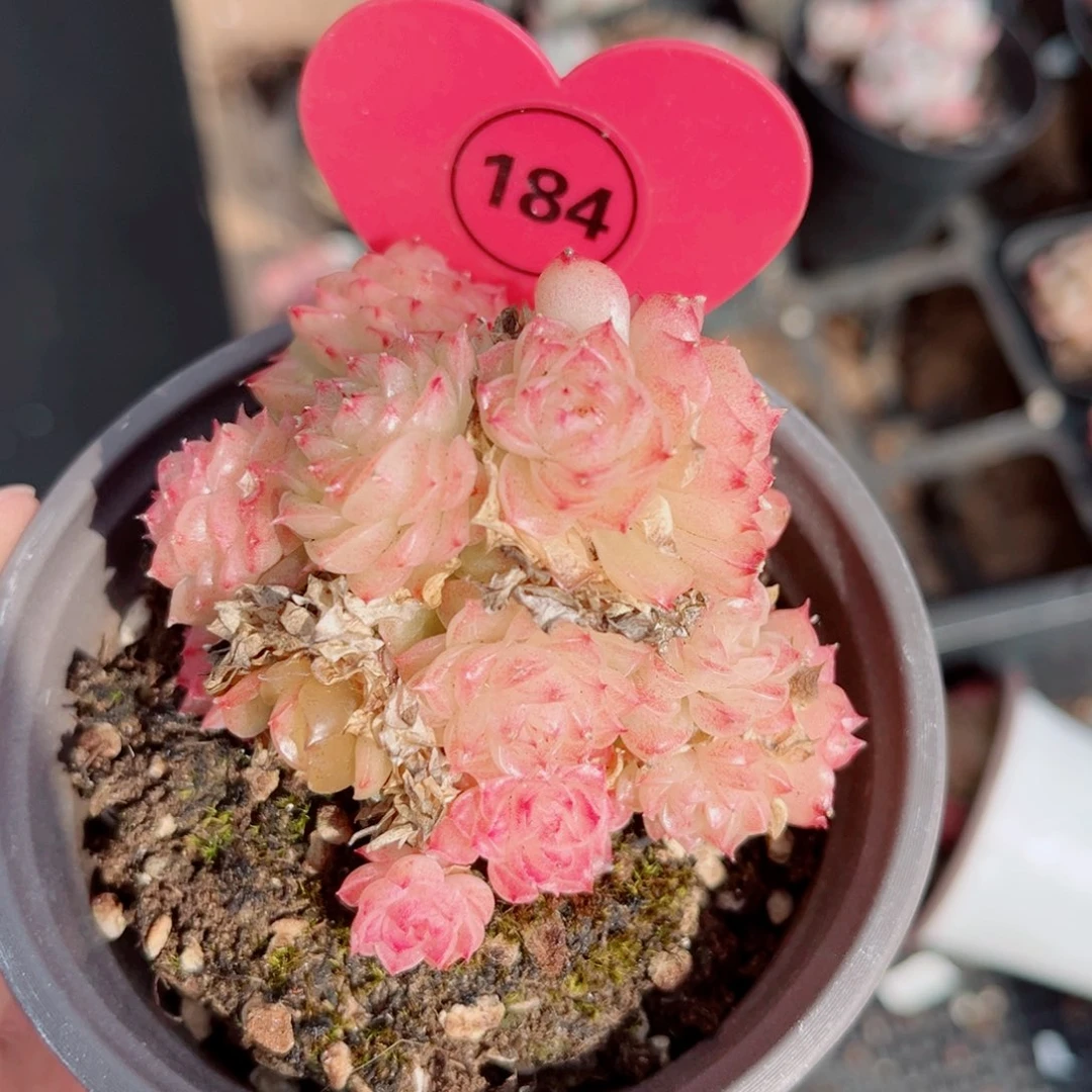 184号小老桩麦秆群不包整