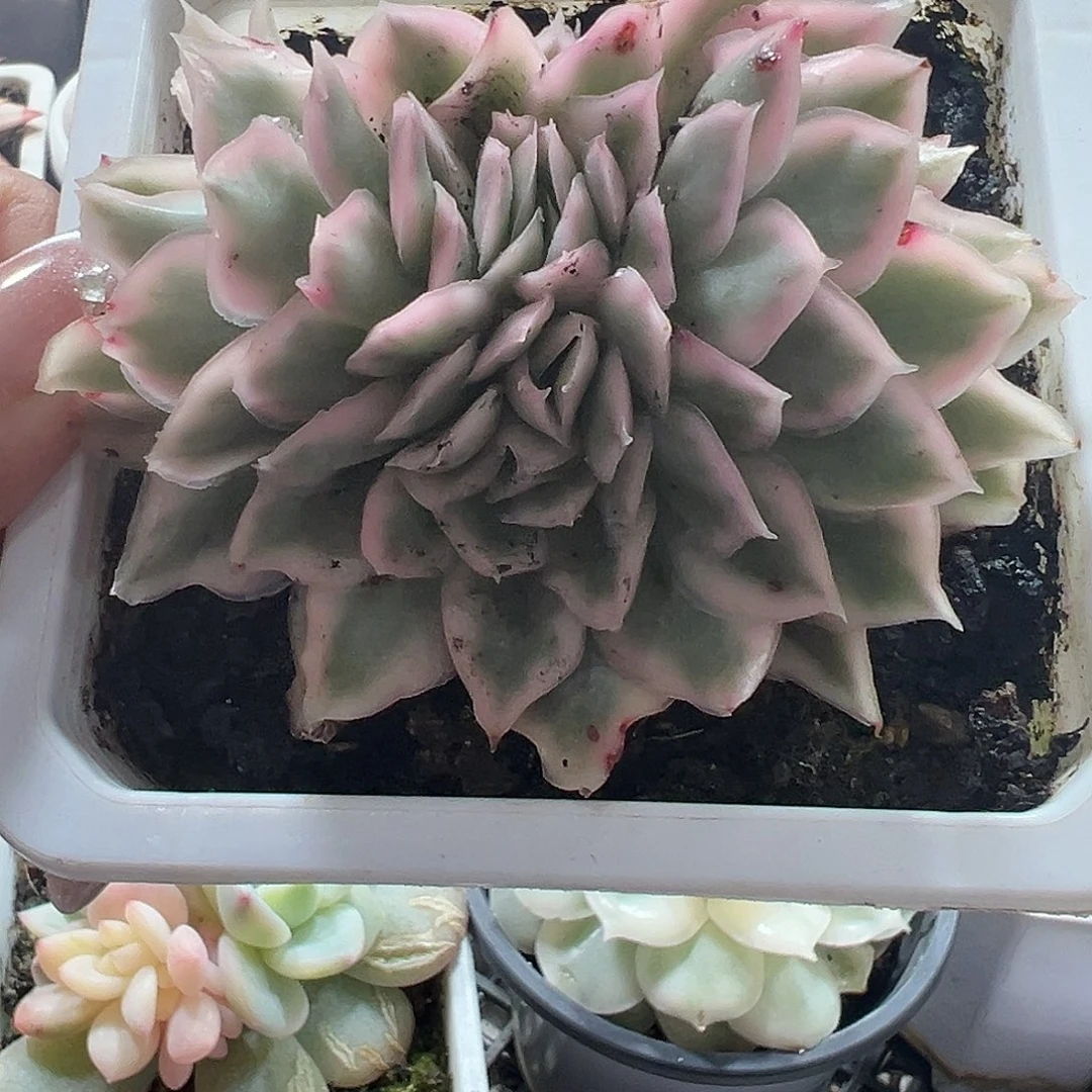 紫蝴蝶锦缀多肉植物