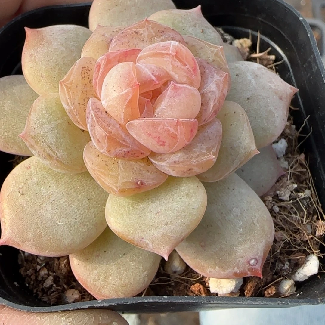 小卡拉米糖心一物一拍