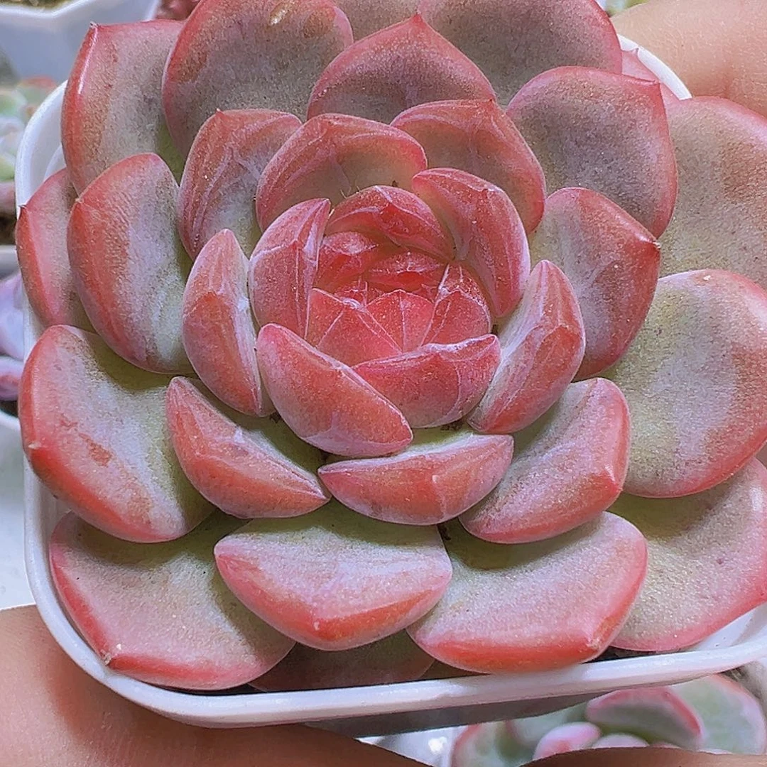 琴心19包邮多肉植物