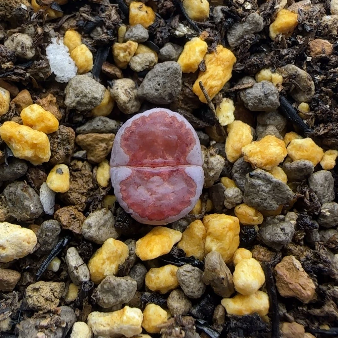 148粗边甜甜圈饼干清框福利30包邮