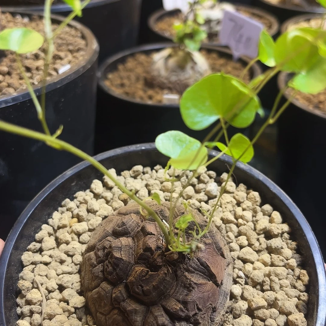 304龟甲龙57578899