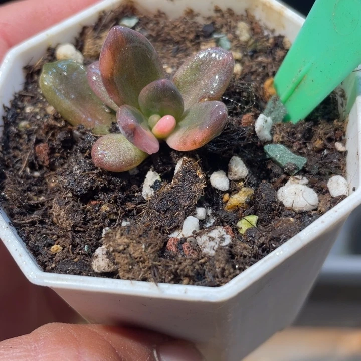 紫丽殿白锦叶插504号多肉啊