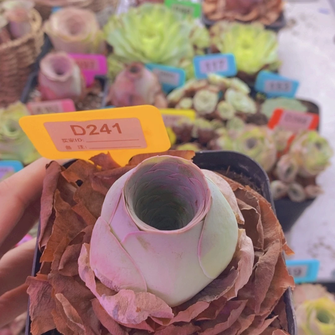 山地玫瑰一物一拍241
