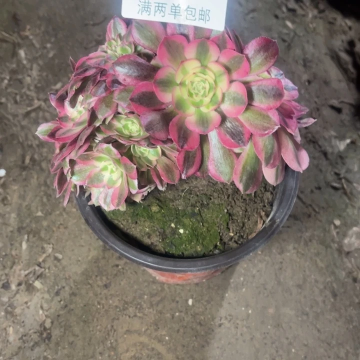 3886倾城的的多肉