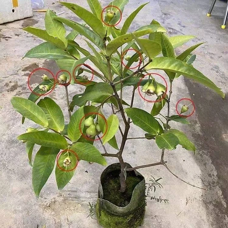 正宗莲雾树苗果树苗适合南北方种植盆栽地栽当年结果莲雾果树苗