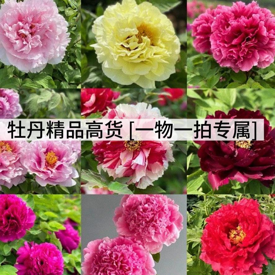 牡丹精品高货，一物一拍专属链接