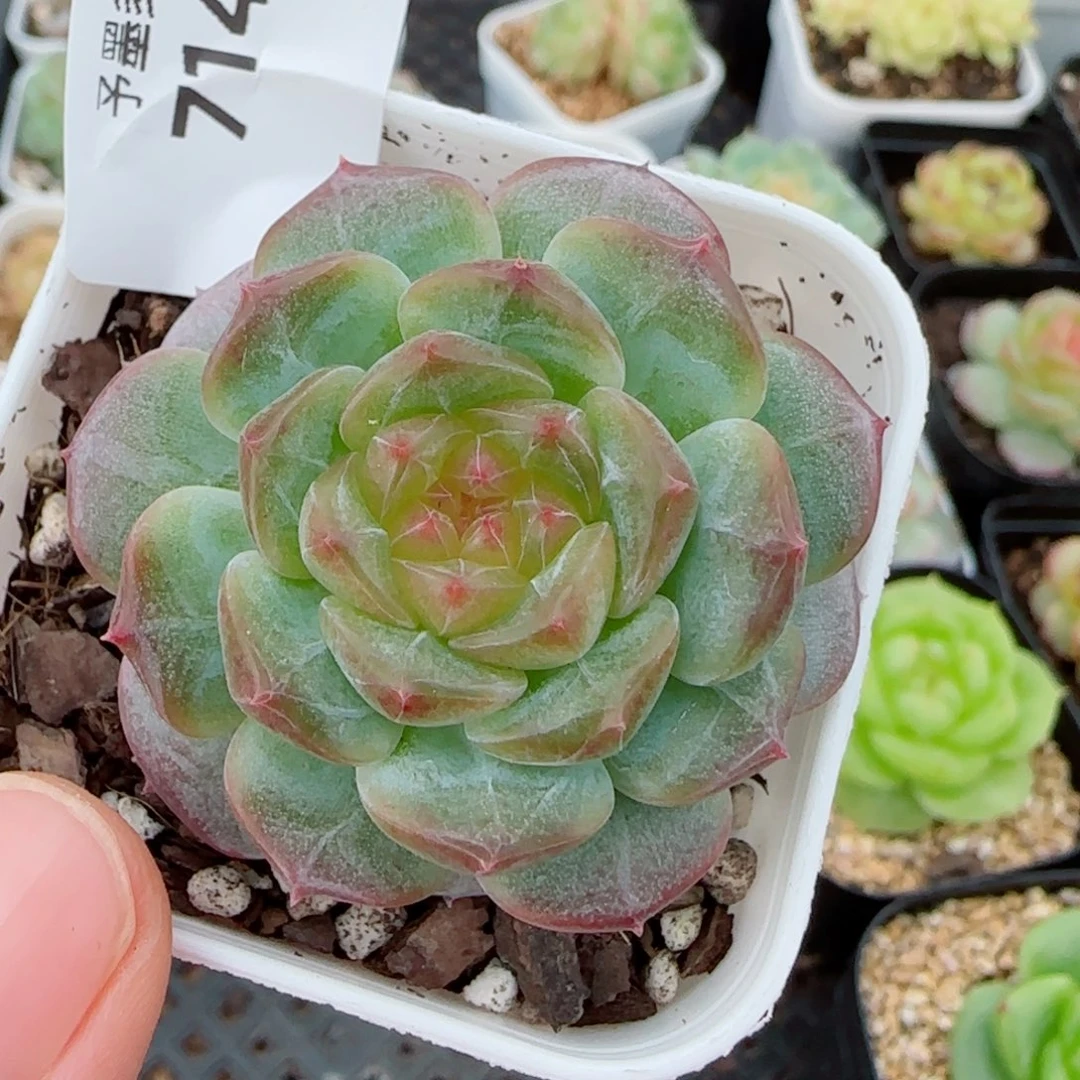 星空幻影，7146多肉植物