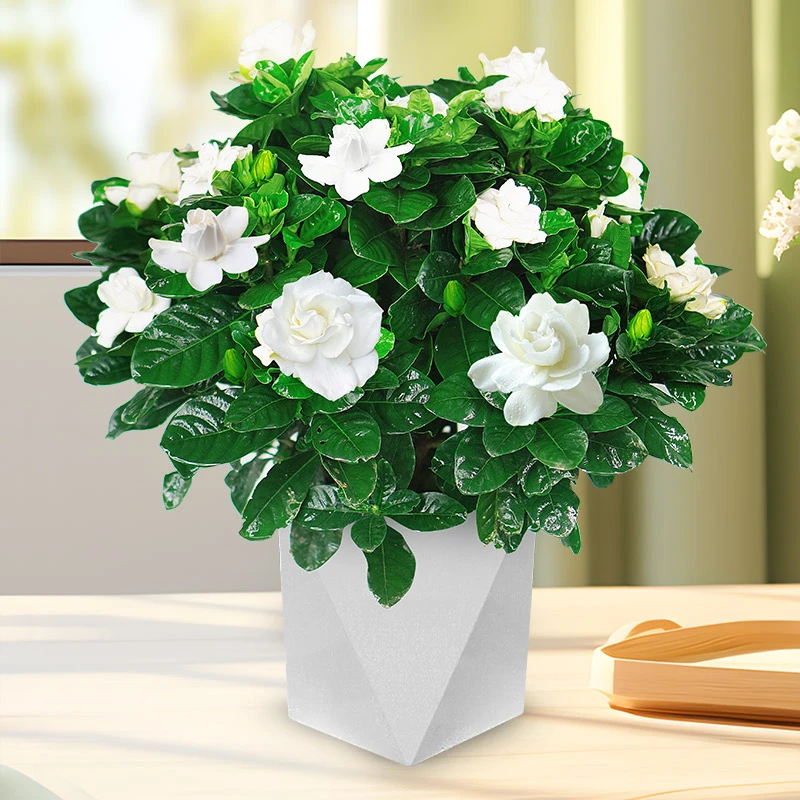 大叶栀子花盆栽室内植物桌面办公室绿植好养净化空气花卉盆栽易活