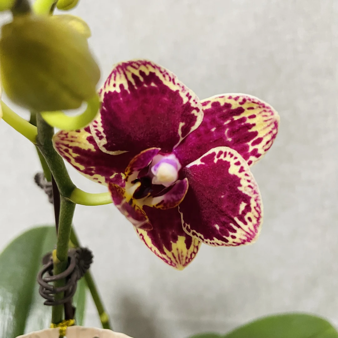 【可乐】蝴蝶兰精品年宵花室内鲜花绿植送礼亲戚礼物盆栽乔迁