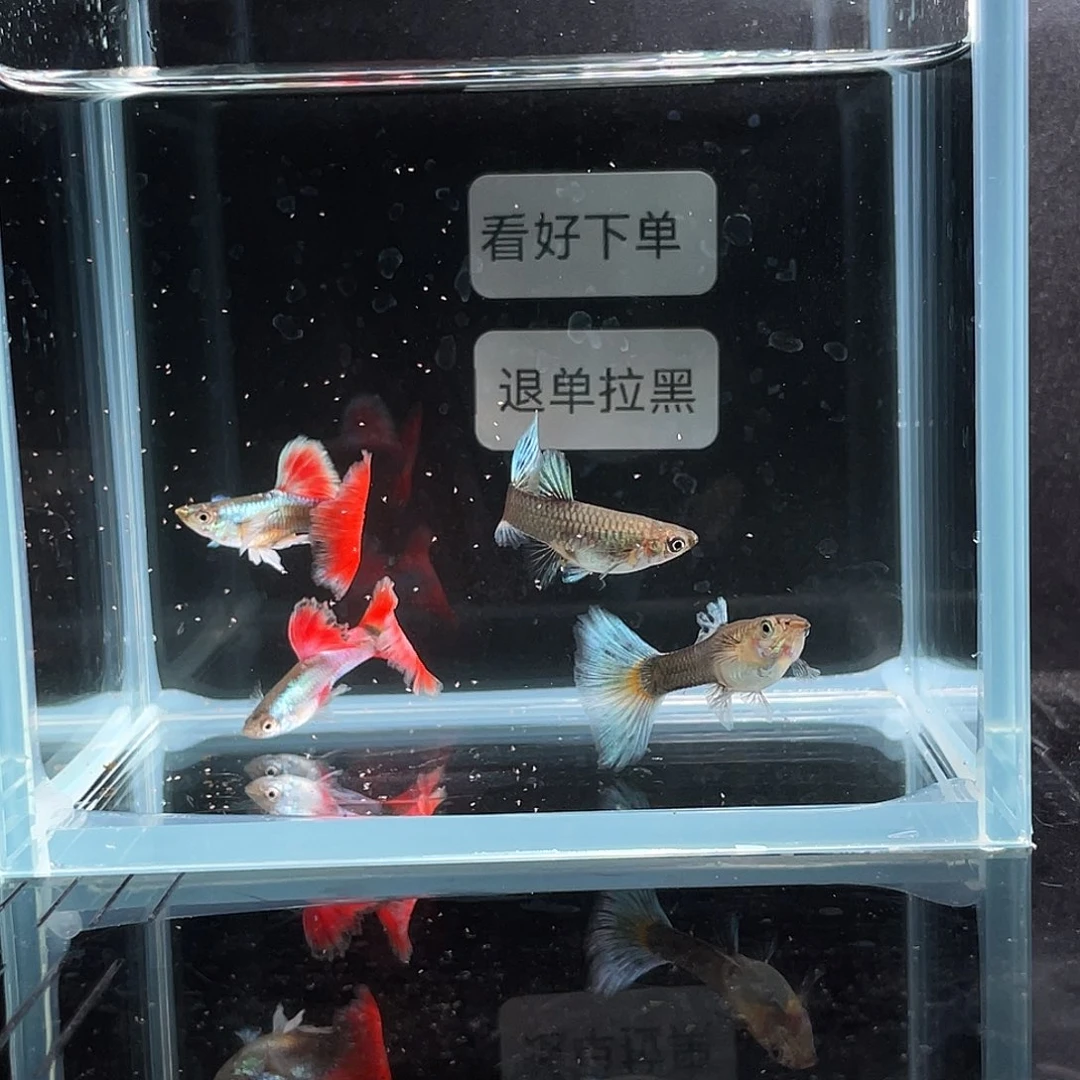 孔雀鱼白金礼服欧翼