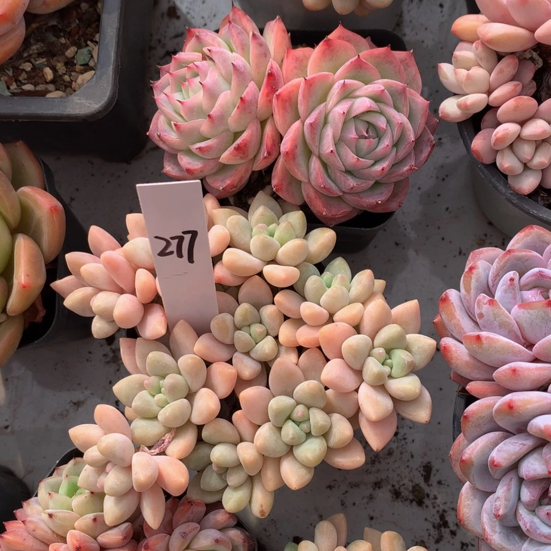 奶酪蛋糕827272727272