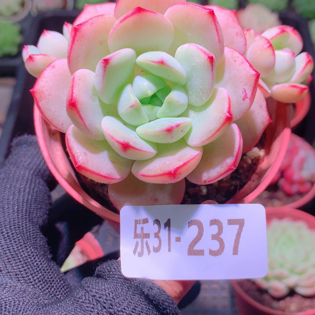 乐然31-237 香草