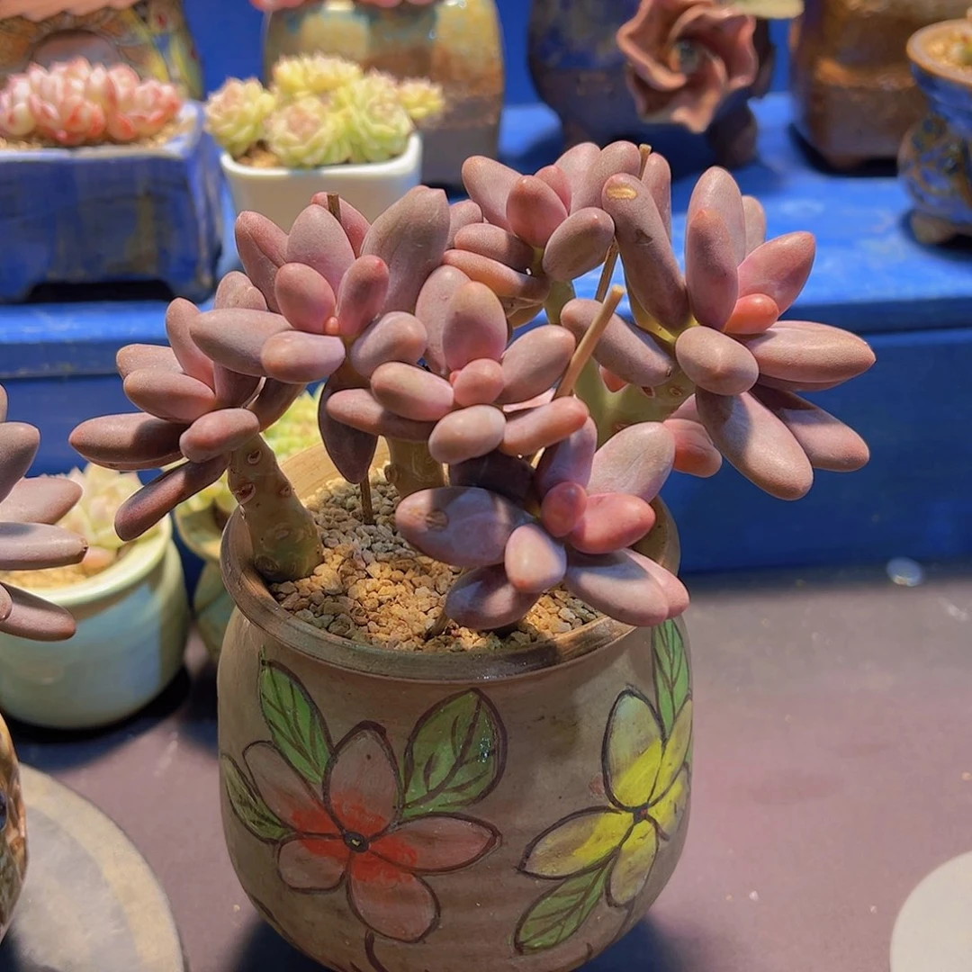 碧**天糖果美人，裸根发货，