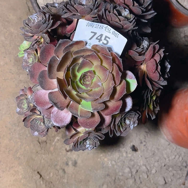 745黑美人多肉植物