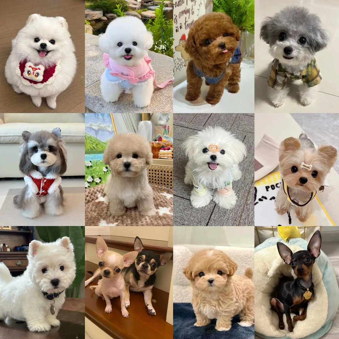 宠物狗狗博美比熊泰迪柯基柴犬边牧金毛等狗狗活体通用链接