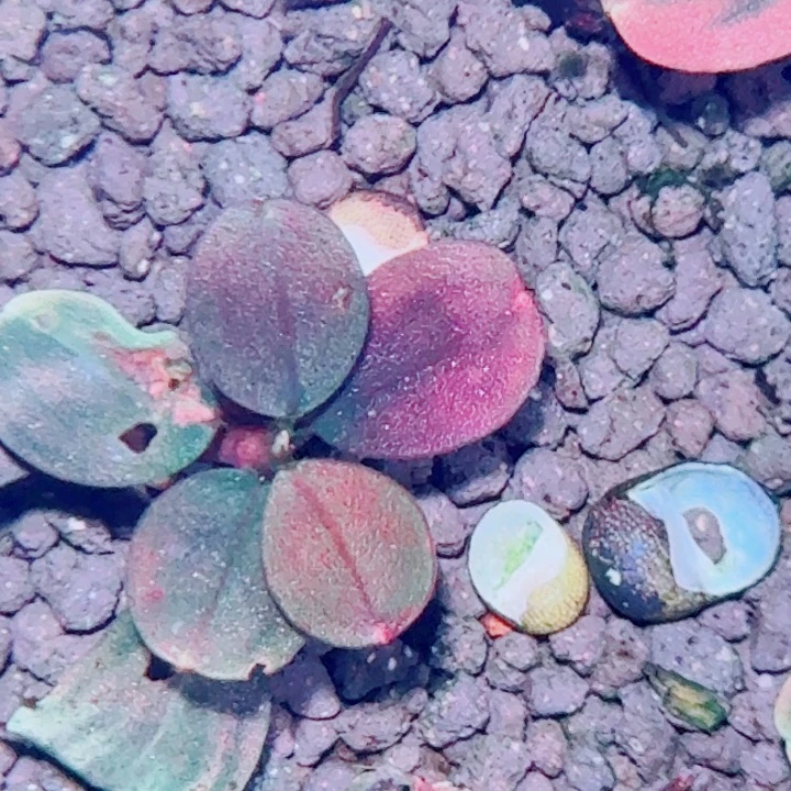 无花朵福利价14还一头植物