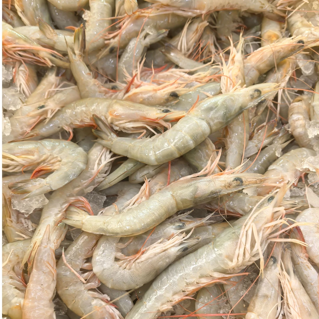 海捕沙卢虾新鲜海虾顺丰发货次日达海鲜