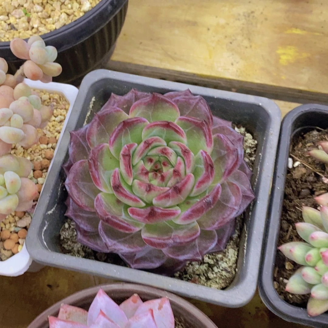 扣咯哦老婆了哦精品老婆