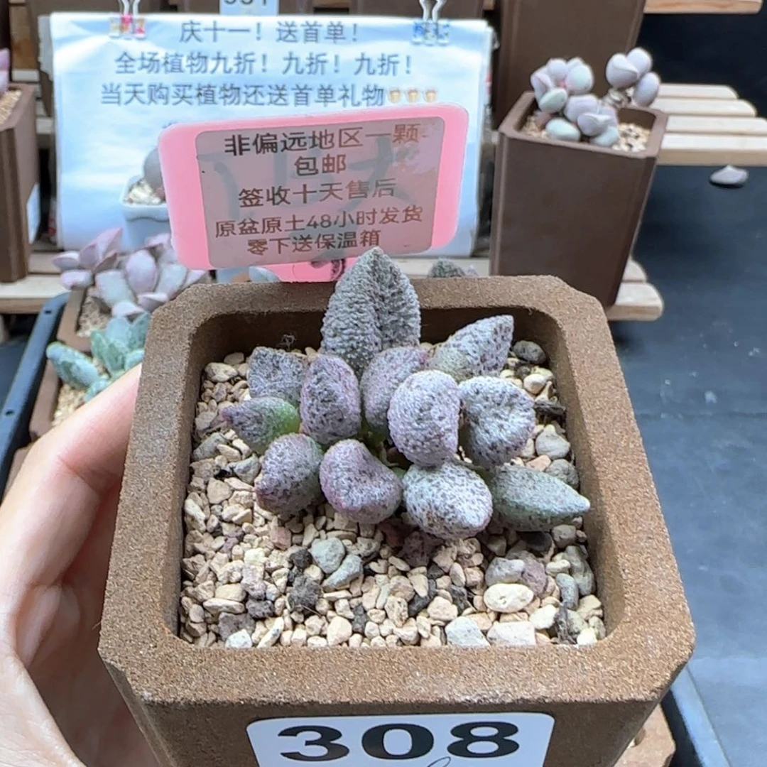 308冰晶蛇皮多肉
