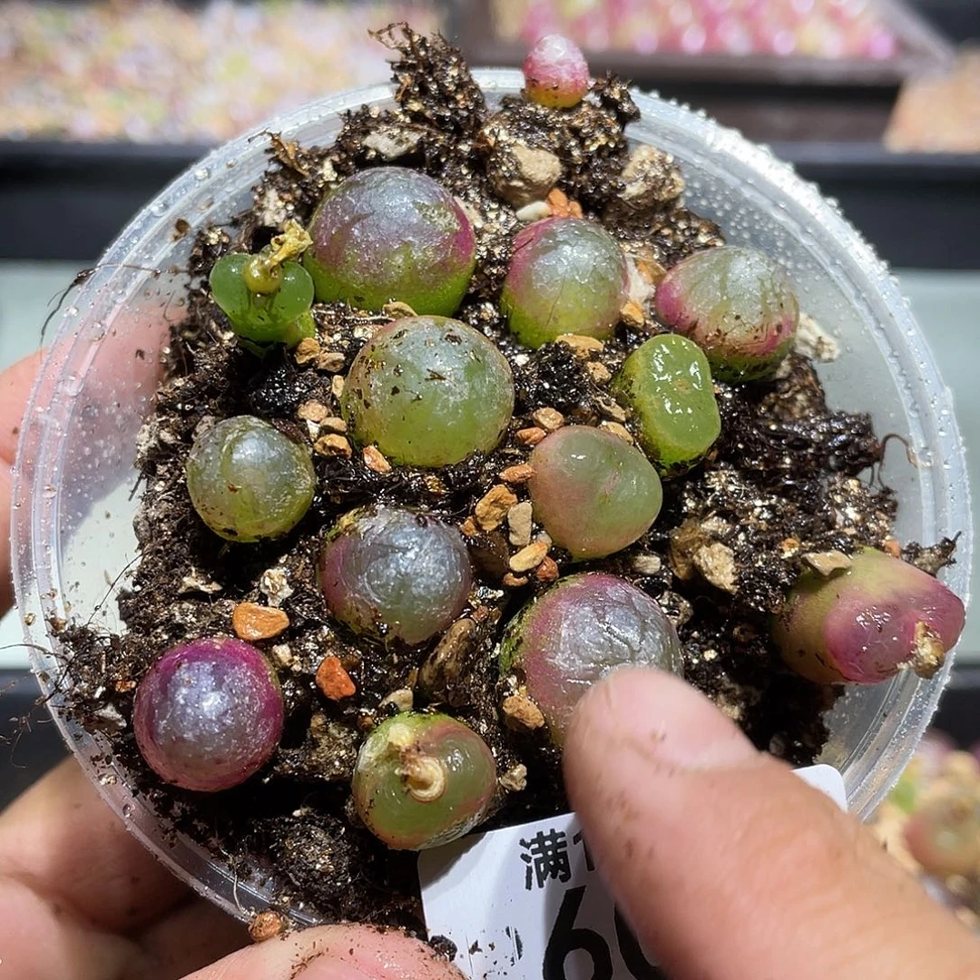 600当天凑满十八元包邮生石花