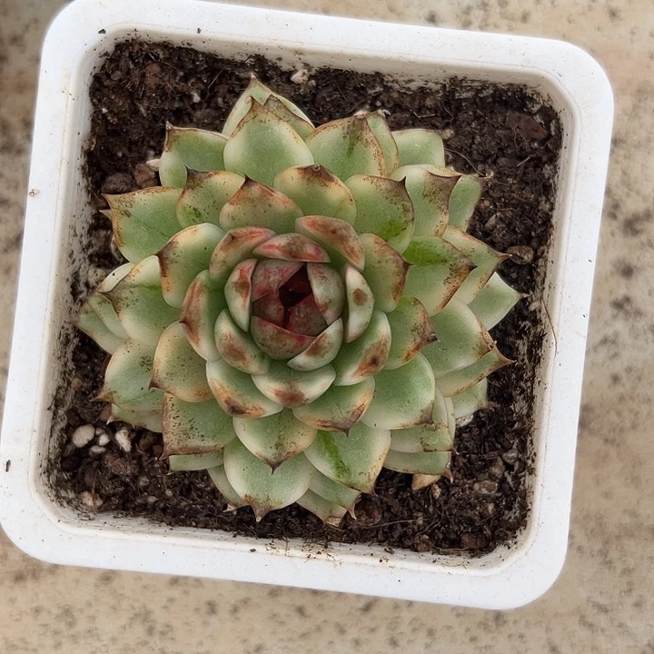黑水晶锦多肉植物