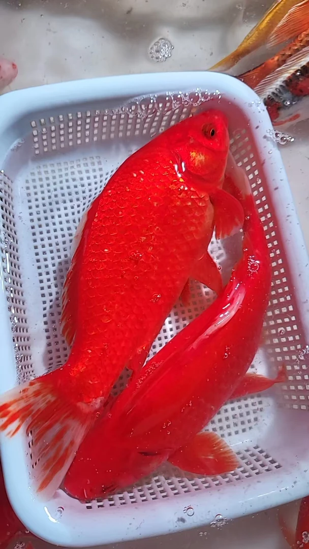 【37 】18-20cm 2红草  新手好养耐活 观赏鱼