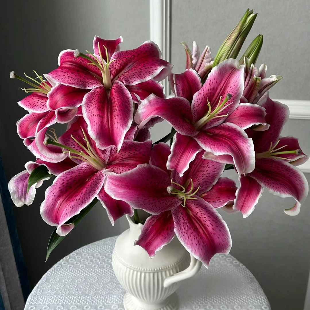 【轶1】多头黑美人百合 仙气飘飘的 云南直发