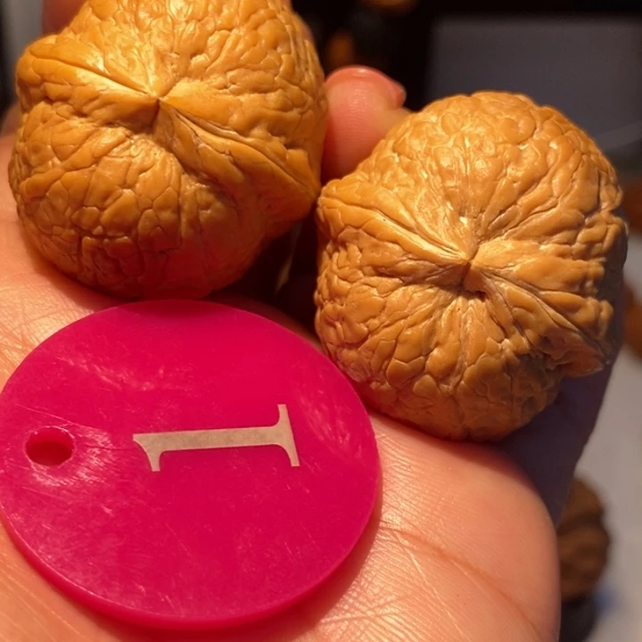 9号链接粗筋西瓜36尺寸