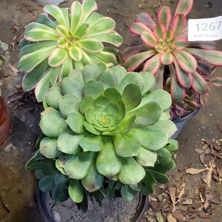 3盆多肉断头不包1267