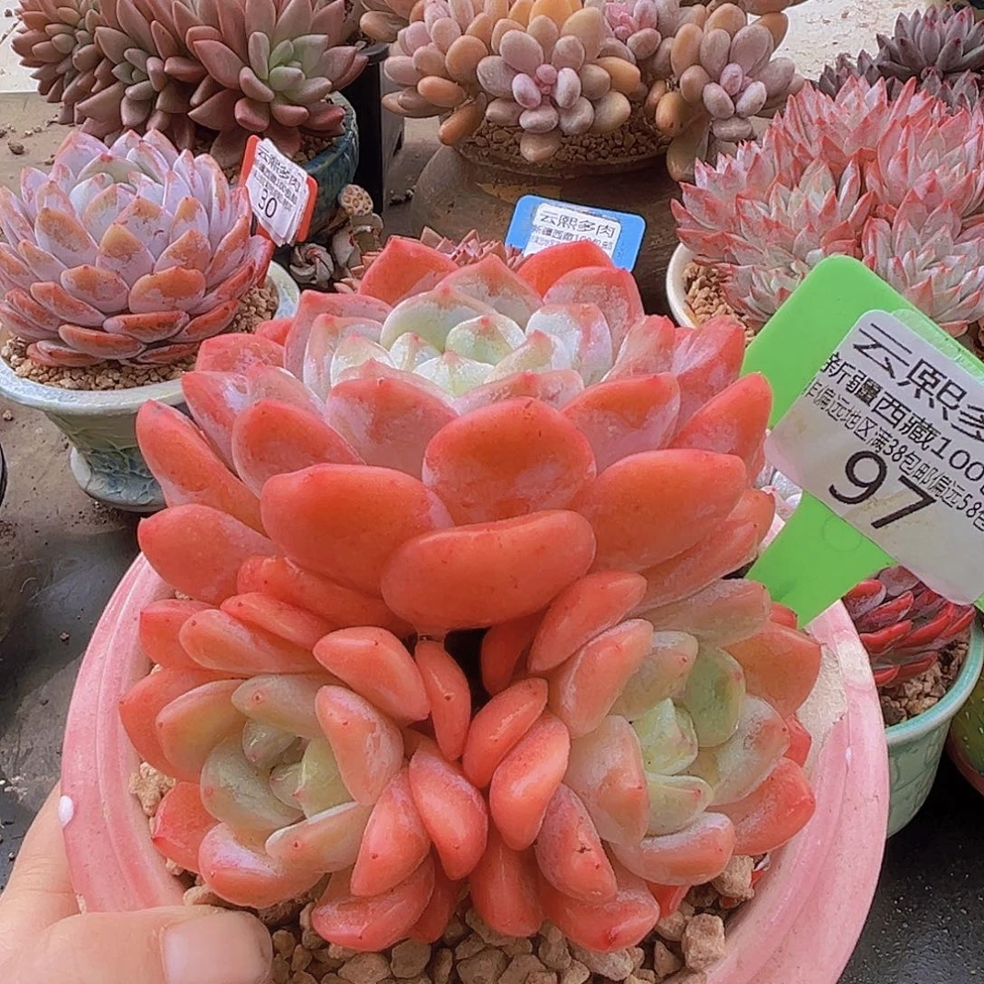 97粉钻石多肉植物