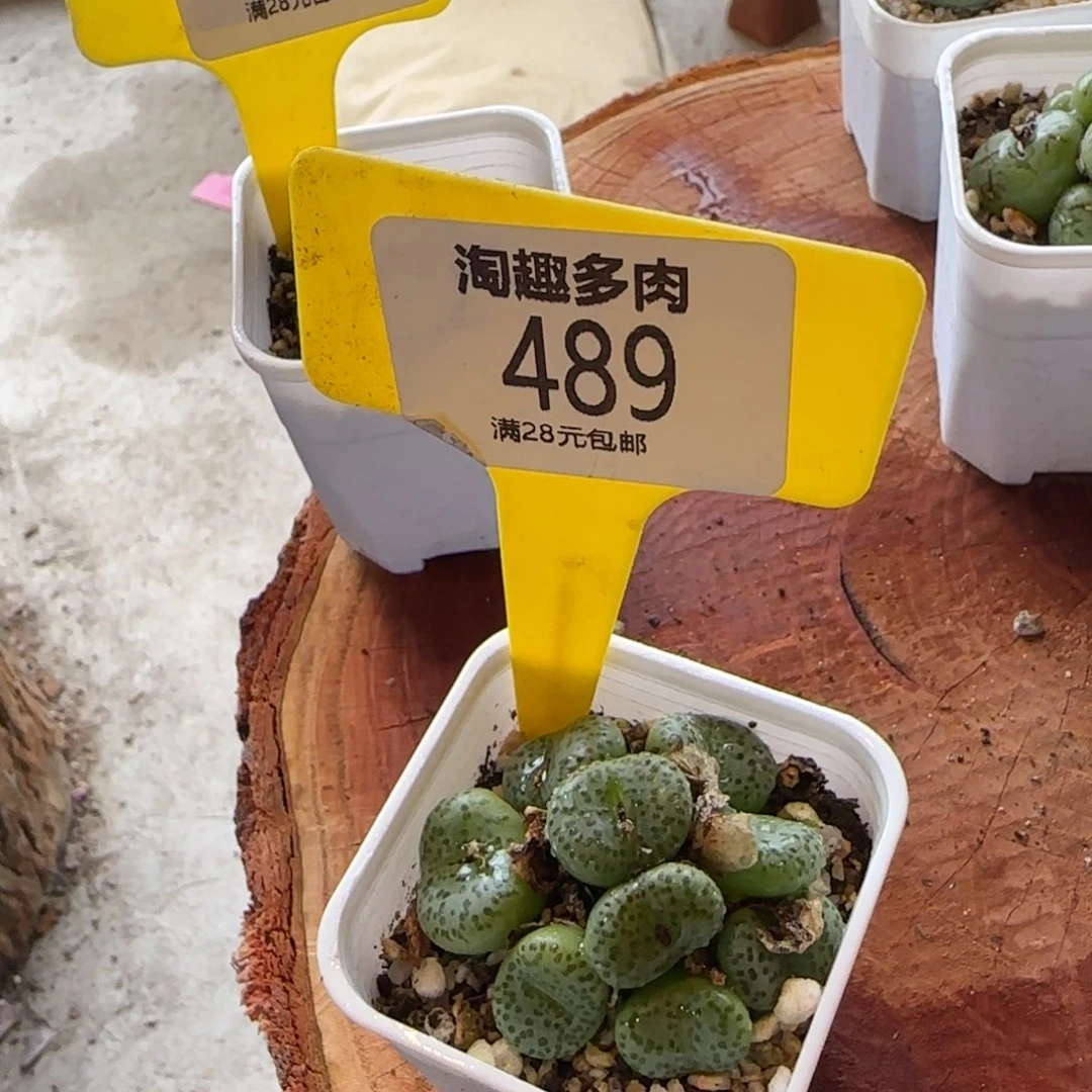多肉植物不知名系列带点点