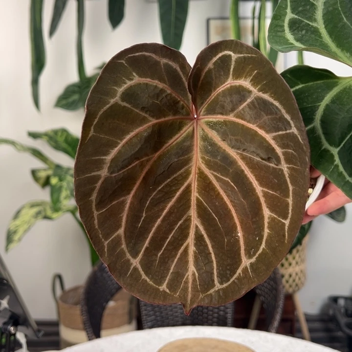 不开花植物KosX红水晶