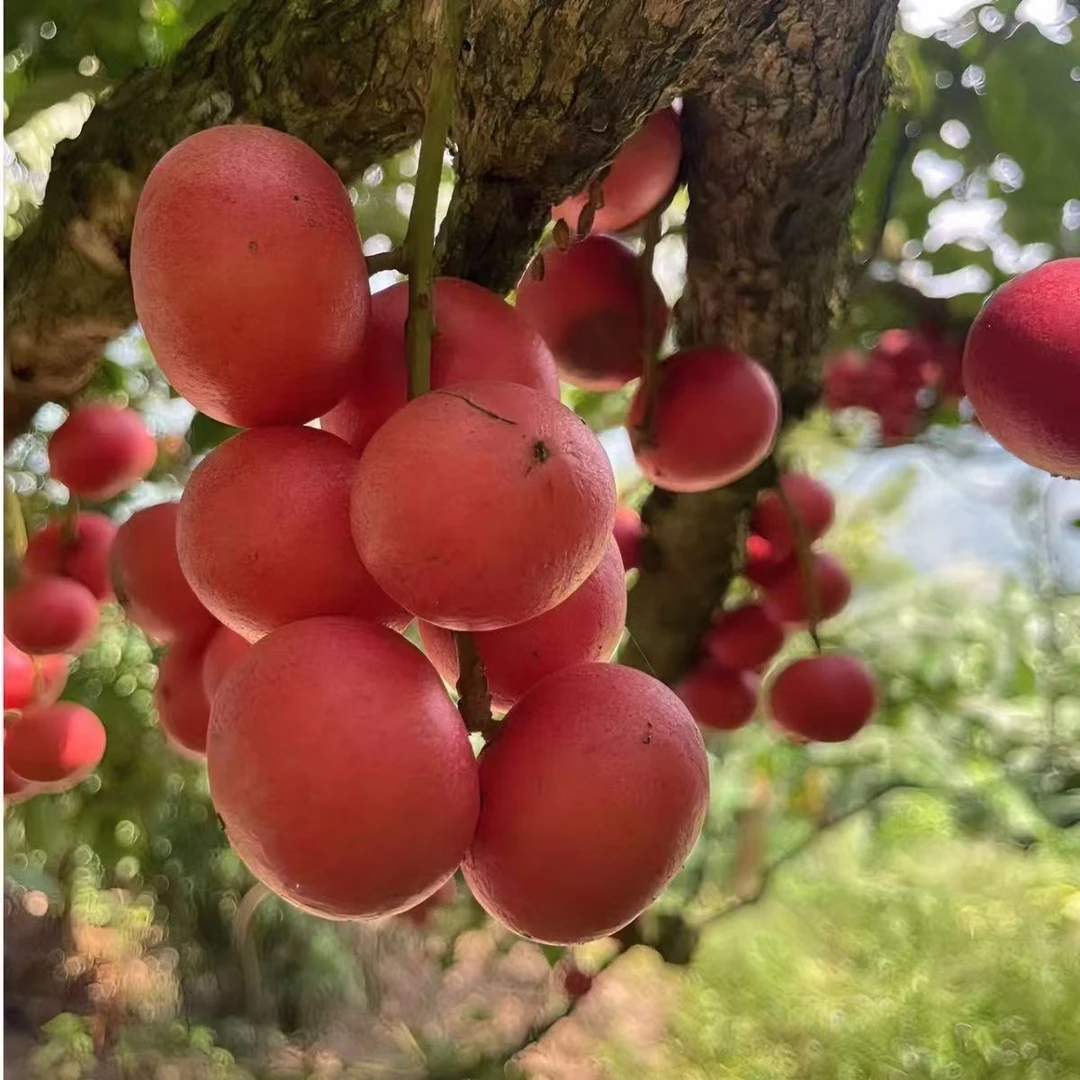 三丫果云南新鲜野果当季木奶果偏酸多汁热带水果非龙宫果