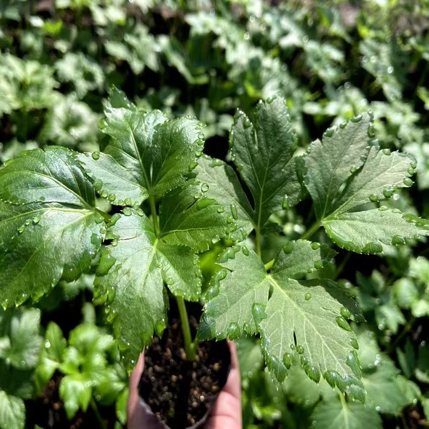 咸草王长寿草原土小盆栽小苗 新鲜发货四季可种易成活四季可种