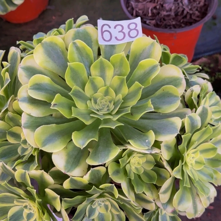 0000000000638绿豆沙