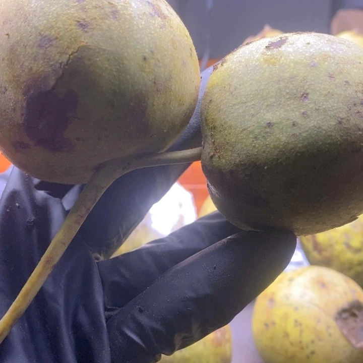 懒***王吊坠文玩核桃60尺水龙纹一对