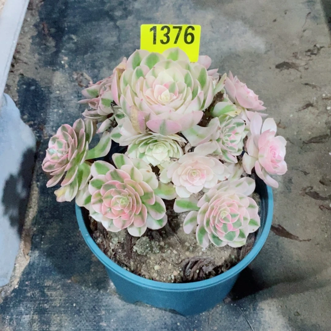 荔枝多肉植物1376