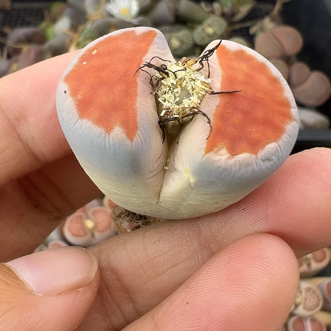 3147 部分有伤长腿清货不售后