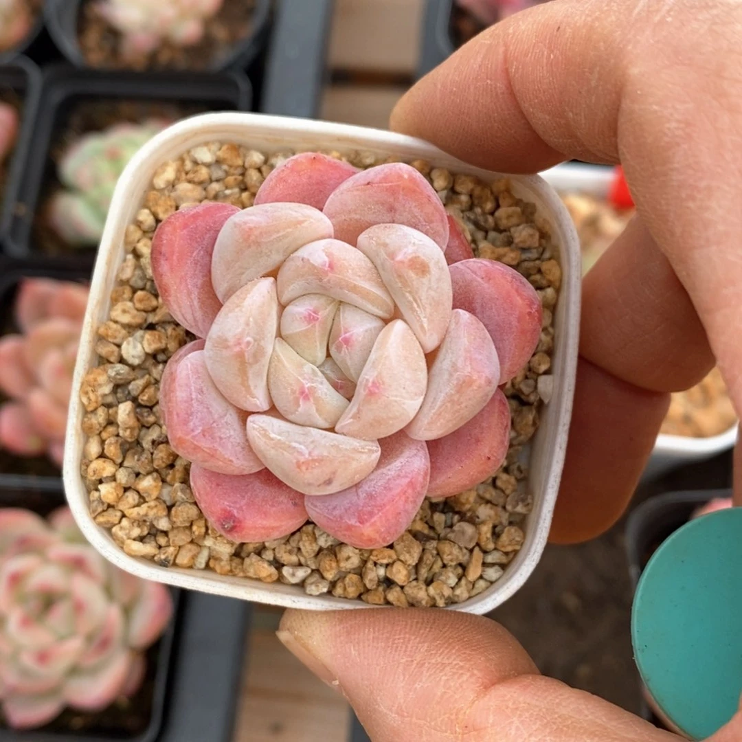 精品多肉一物一拍不包整131