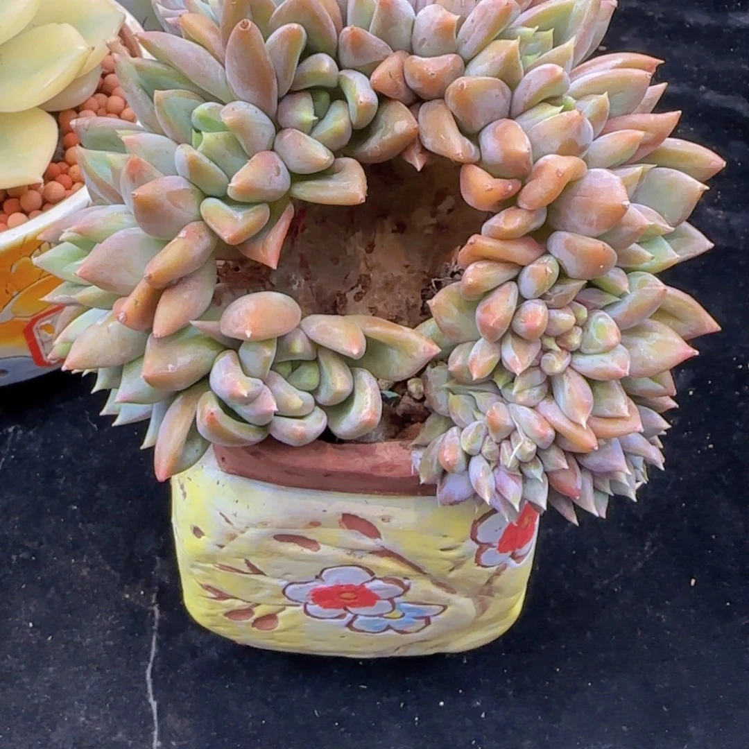 韩版红象牙小树一颗